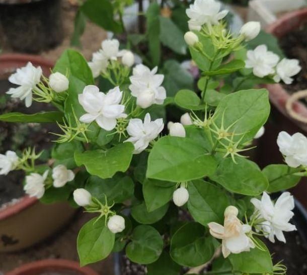 夏天太阳再强也能开的3种花,个个开的旺,越晒花越多,超漂亮