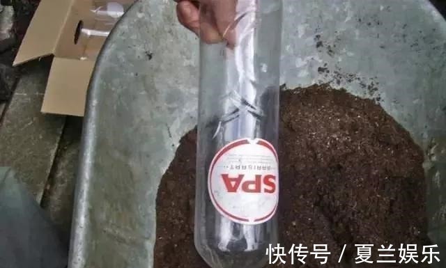 捡回7个塑料瓶,养成空中菜园,变废为宝,吃上绿色蔬菜