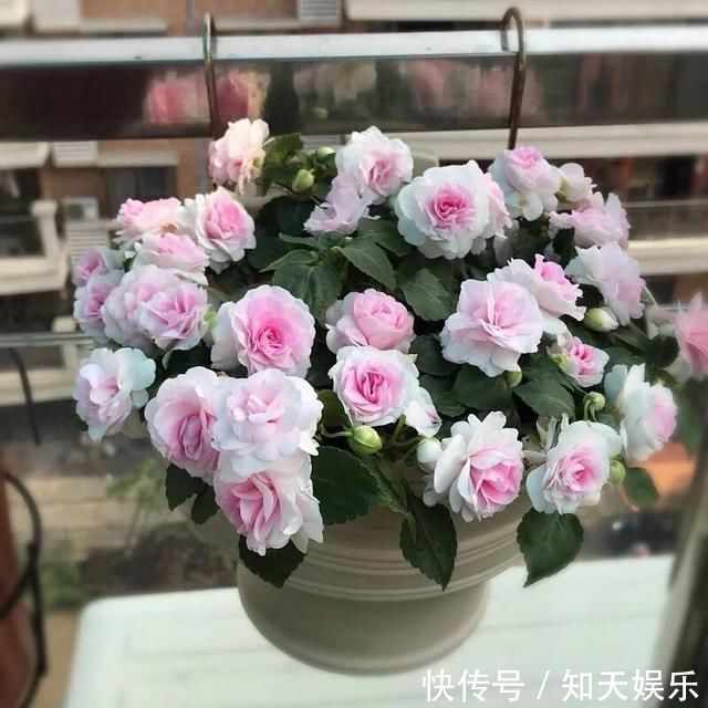 比长寿花还好养的“1种”阳台花，到了3月满盆冒花苞，谁养都活