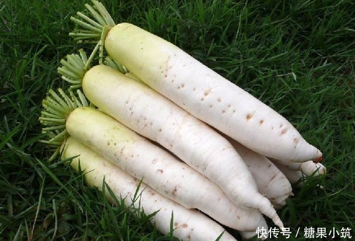 冬天用萝卜和此物一起煮,坚持3天,润肺止咳,