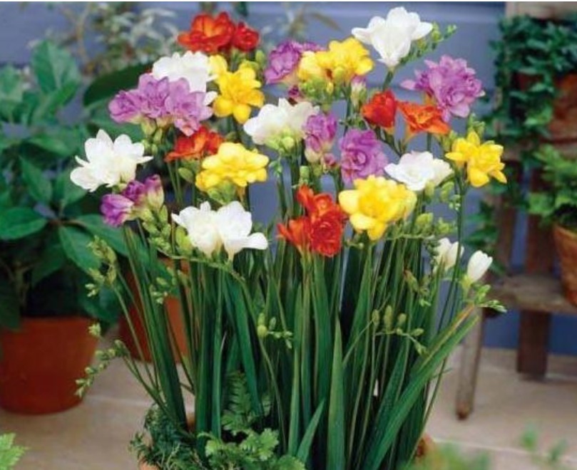 你见过“香鸢尾”花吗漂亮又好养,比兰花美10倍,人人都喜欢!