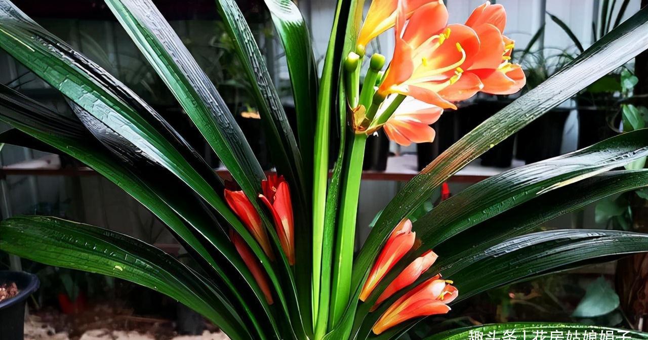 入冬后的君子兰,按照这些要求去做,帮你解决掉不开花的烦恼