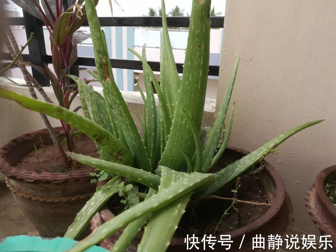 芦荟|养盆栽芦荟注意换盆移栽的6个事项,年年能分出10多盆