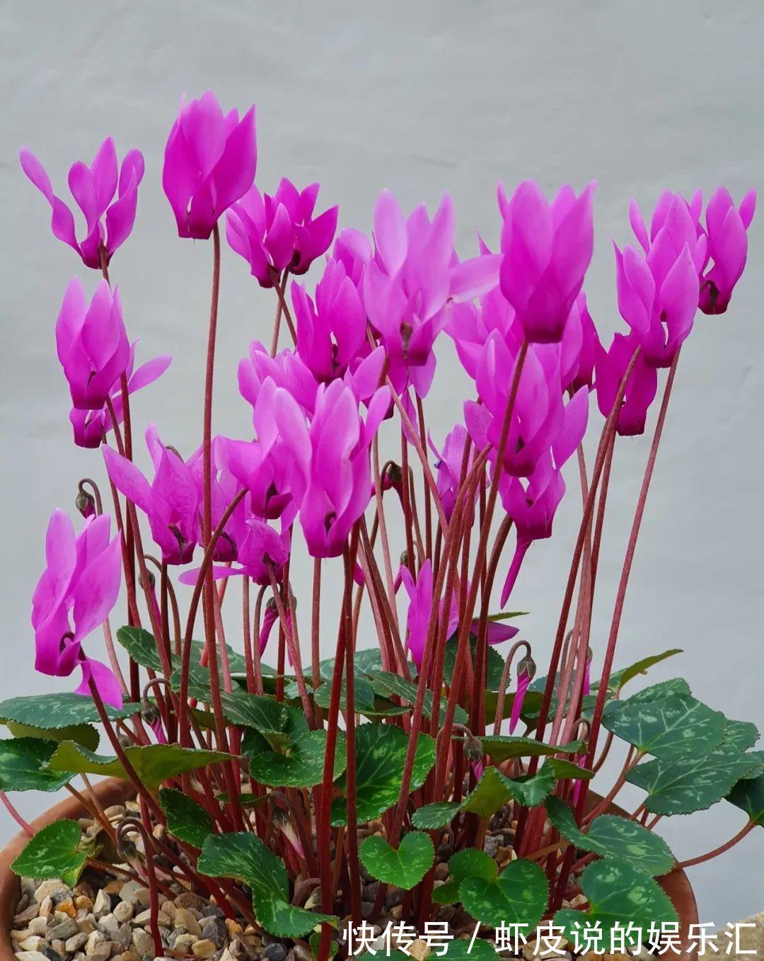 冬天花市“猫腻”多,5种“激素花”,多好看也别买,白白浪费钱