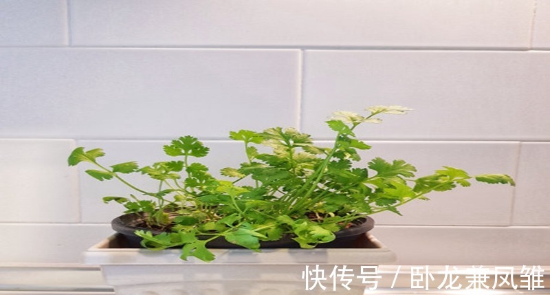 观赏|这样剪一剪，幸福树枝叶茂密绿油油，提高观赏效果！