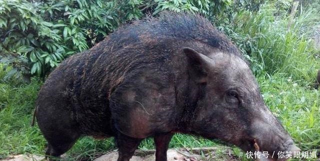 渊源 通古斯大爆炸都听说过，那么通古斯人呢东亚诸多民族与其有渊源！