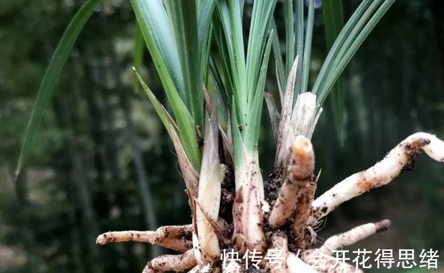 兰花快速生根的方法,不必高价买植料,15天就能出新根!