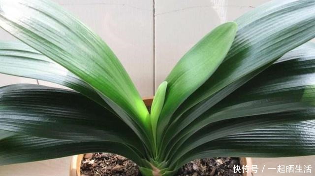 夏天用这几个方法养君子兰,叶绿根壮好度夏,再也不说它难养!