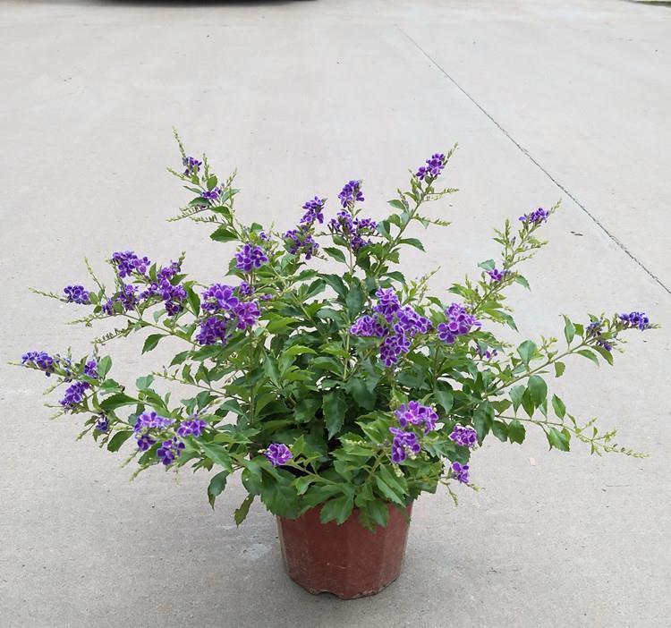 高温40度，6种花“尽情晒”，越晒越开花，密密匝匝一大盆，漂亮