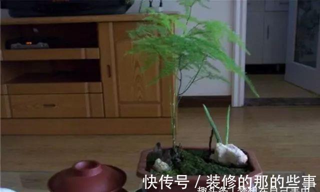 发财树|有钱人啥花都可以不养,却只养这“3种”植物,难怪越来越富有!