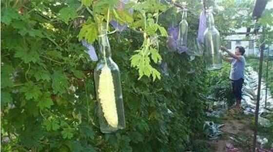 大妈把苦瓜套上玻璃瓶,被邻居们嘲笑,结果几个月后让人羡慕