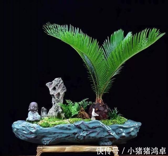 银杏树|聪明人爱养这八种“守家树”,护宅吉祥保平安,养好了都是传家宝