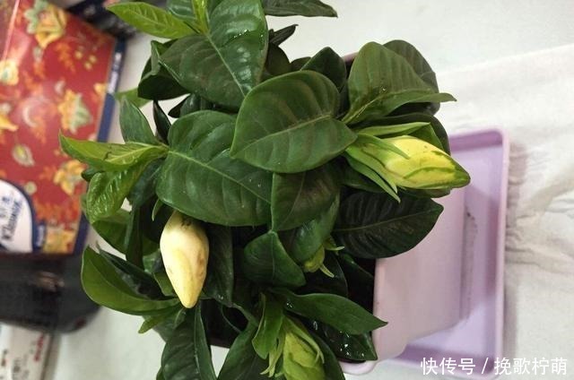 刚入的手栀子花,这一步错了,就别想养活了,避开才能开花!