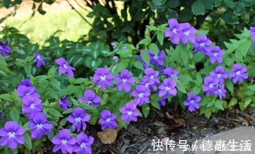 5种耐阴花,家里采光不好也能开花,花期超长,值得拥有!