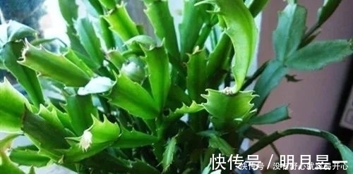 浇水量|蟹爪兰焉焉的怎么办蟹爪兰要怎么浇水是浇大水还是少浇水