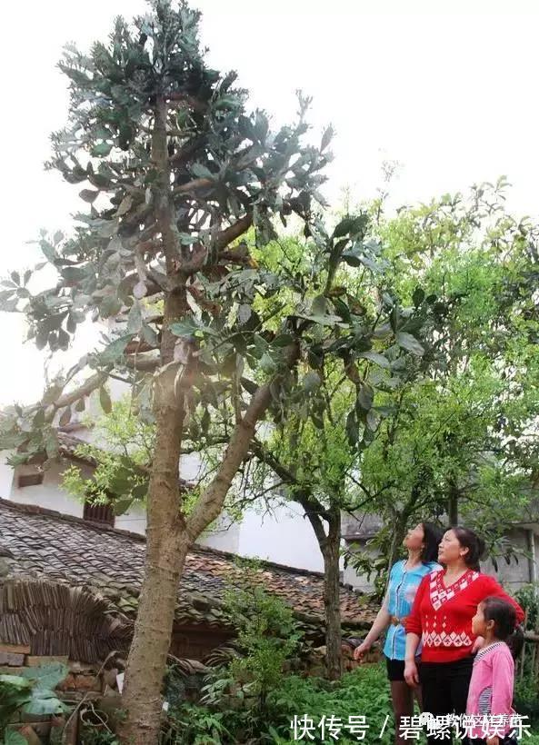 花花|20年的兰花，100年的仙人掌长什么样开眼了！