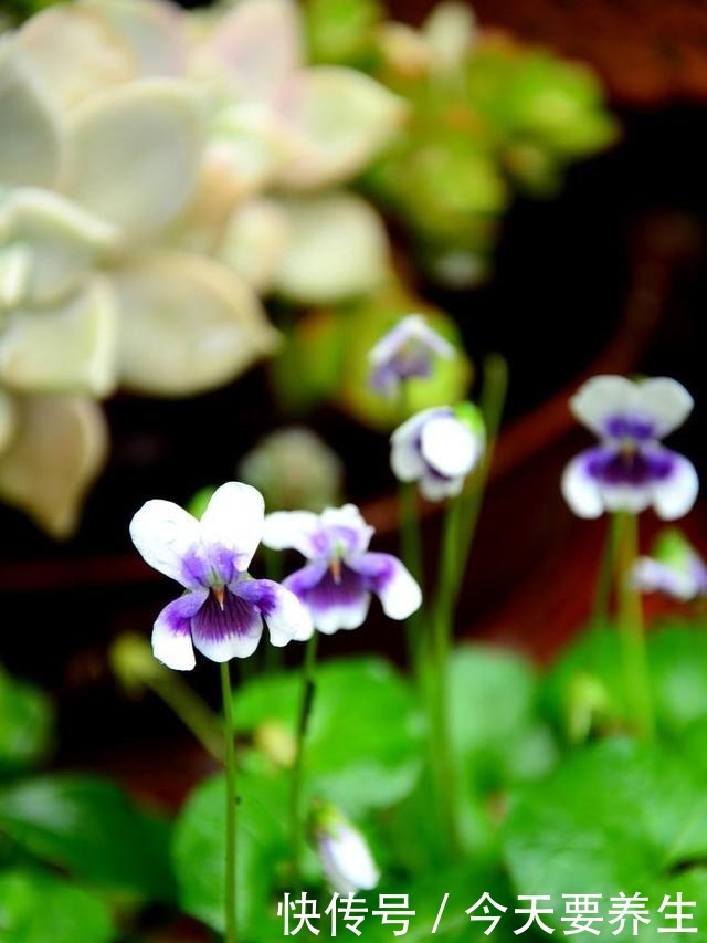 适合小阳台的花草，挂起来养，能开成“花瀑布”！