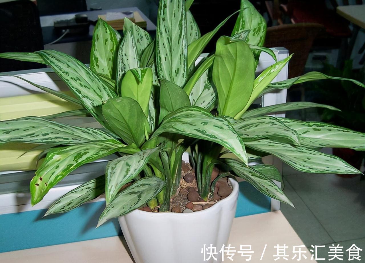 5种公认的吸毒花,既好看又好养,家中摆2盆,身体更健康