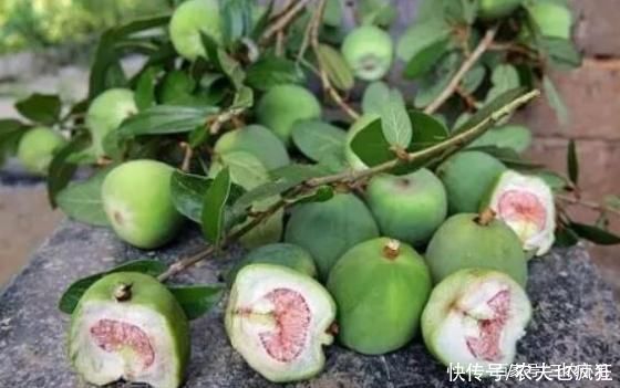 龙葵|8月若在农村度假,这份野果采摘指南送您,吃过3种以上是“大佬”