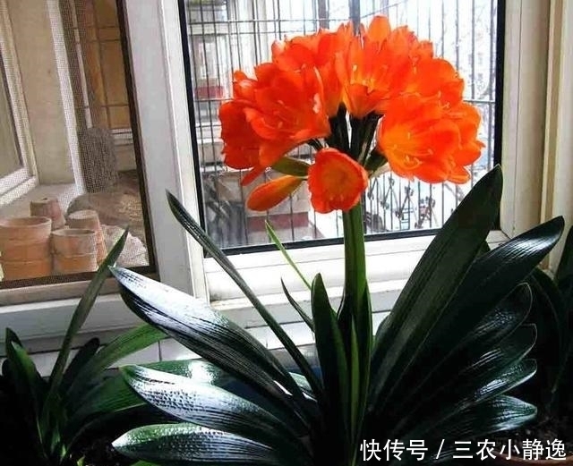 家里养花“讲究大”,2种花“镇宅”, 2种花旺家,要养起来