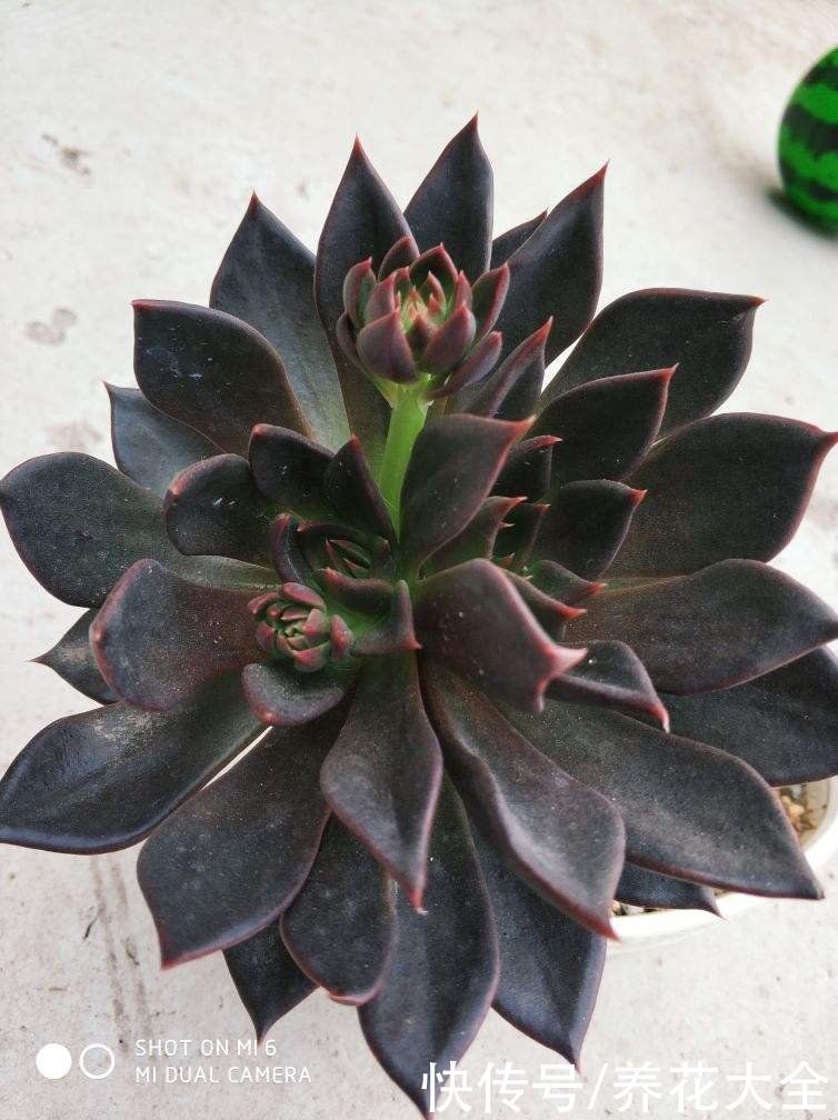 黑王子|不想养绿植，种了这4种“黑植”，养得起劲却差点被扔掉