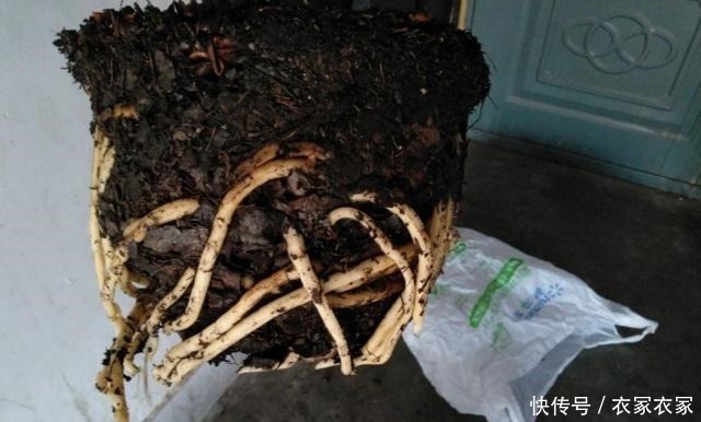 君子兰喜欢一种土，两年换一次，每年都开花！