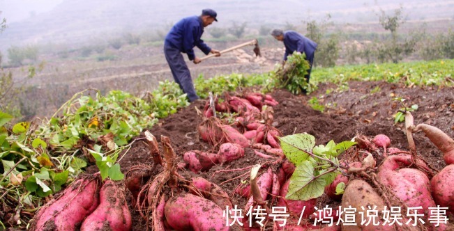血糖|红薯是升血糖还是降血糖？今天给你解释清楚了