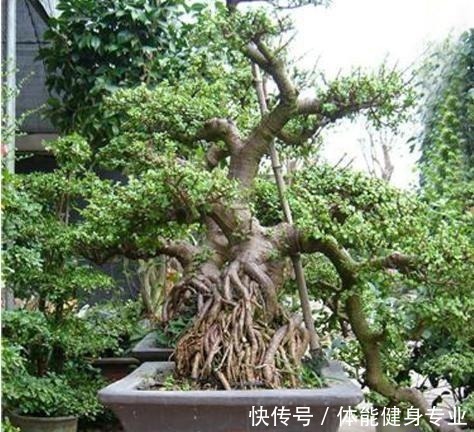 霸气|想要院子高档,就养这2种花,根茎外漏,霸气十足,身价翻倍涨!