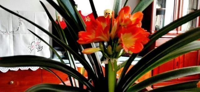 花友们|君子兰不见长、不开花“2种料”扔盆里,新芽多,一年开花2次