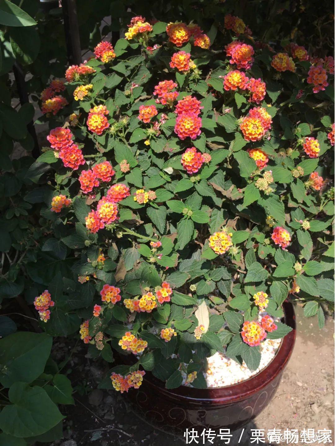 薄荷|7种花插土里,立马长满院子,蚊虫不敢靠近!