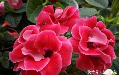 喜欢养花,就养“她”,花朵比牡丹艳、比玫瑰大,花开“上百天”