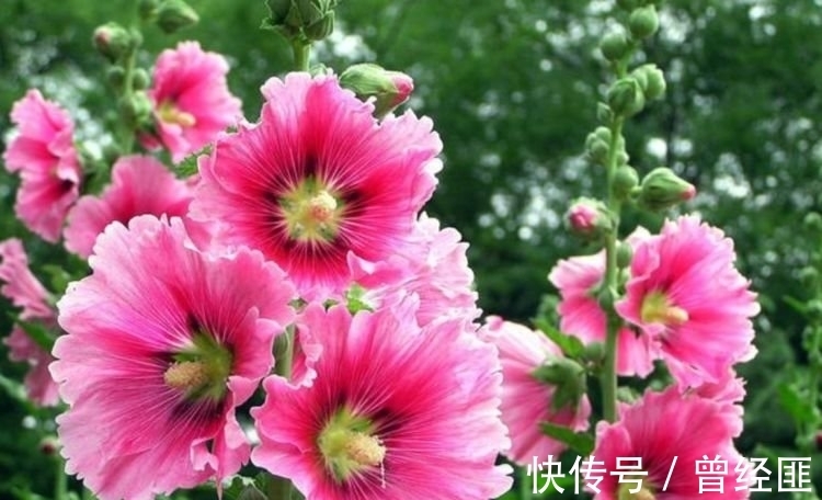 养花试试这几款,花开繁盛花香怡人,繁花似锦,姿色艳丽