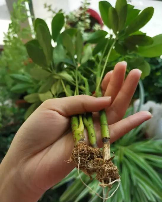 春羽|种健康花，家里养一盆，格调高寿命长，干净，健康，运气好