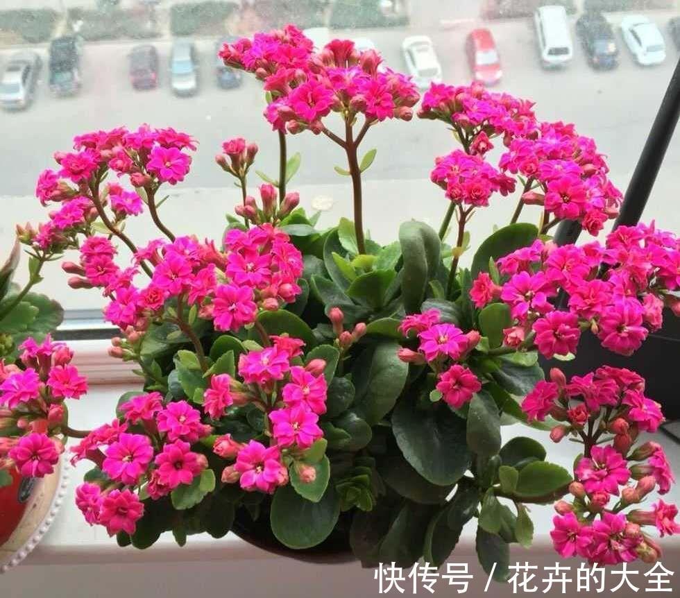 7种适合养在窗台上的花，不但花期长，开花漂亮还都超好养