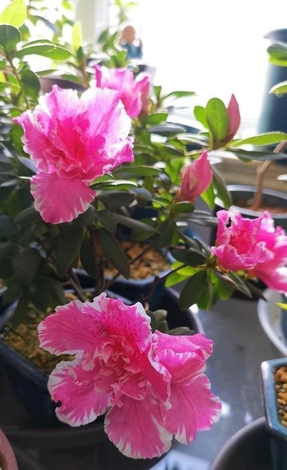 呼呼|杜鹃花冬天也能爆开,大盆养,沙土种,羊粪做底肥,红花呼呼开