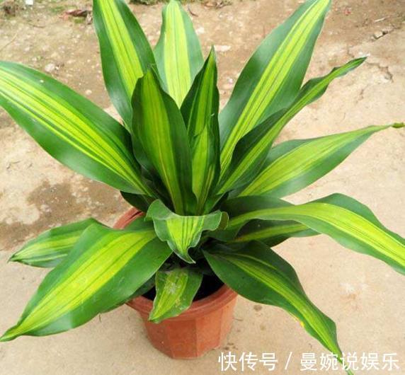 茂盛|特别好养又耐阴的室内绿植,丢角落里多天,没阳光反而长的更茂盛