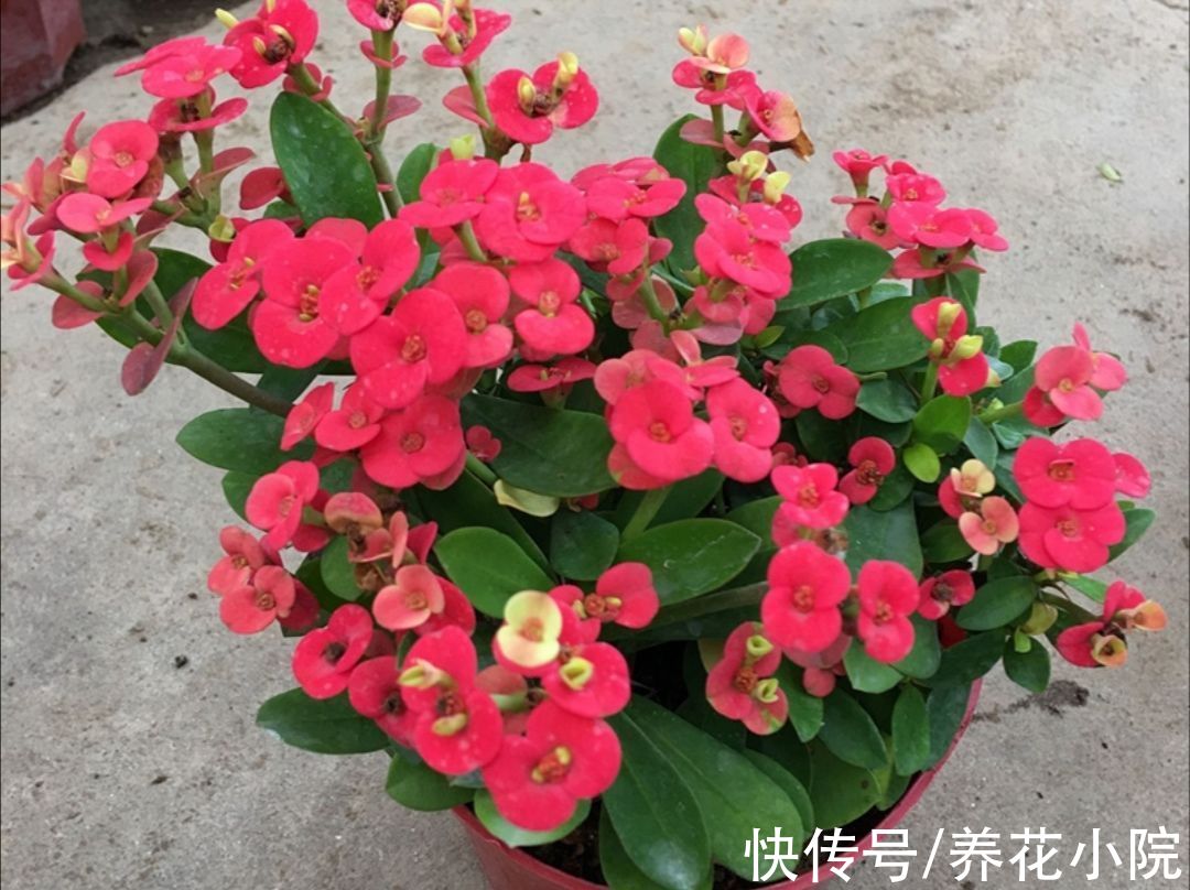 沙漠玫瑰|3种花，耐干旱又好养，一年开花好多次