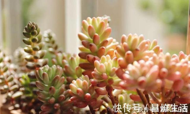 栽种|养多肉不能耽误生长，养状态也不能伤根，把根养好，自己就变漂亮