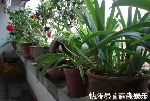浇水|养花浇水,这几个错误别犯,不然养啥花都黄叶烂根,学会一生受用