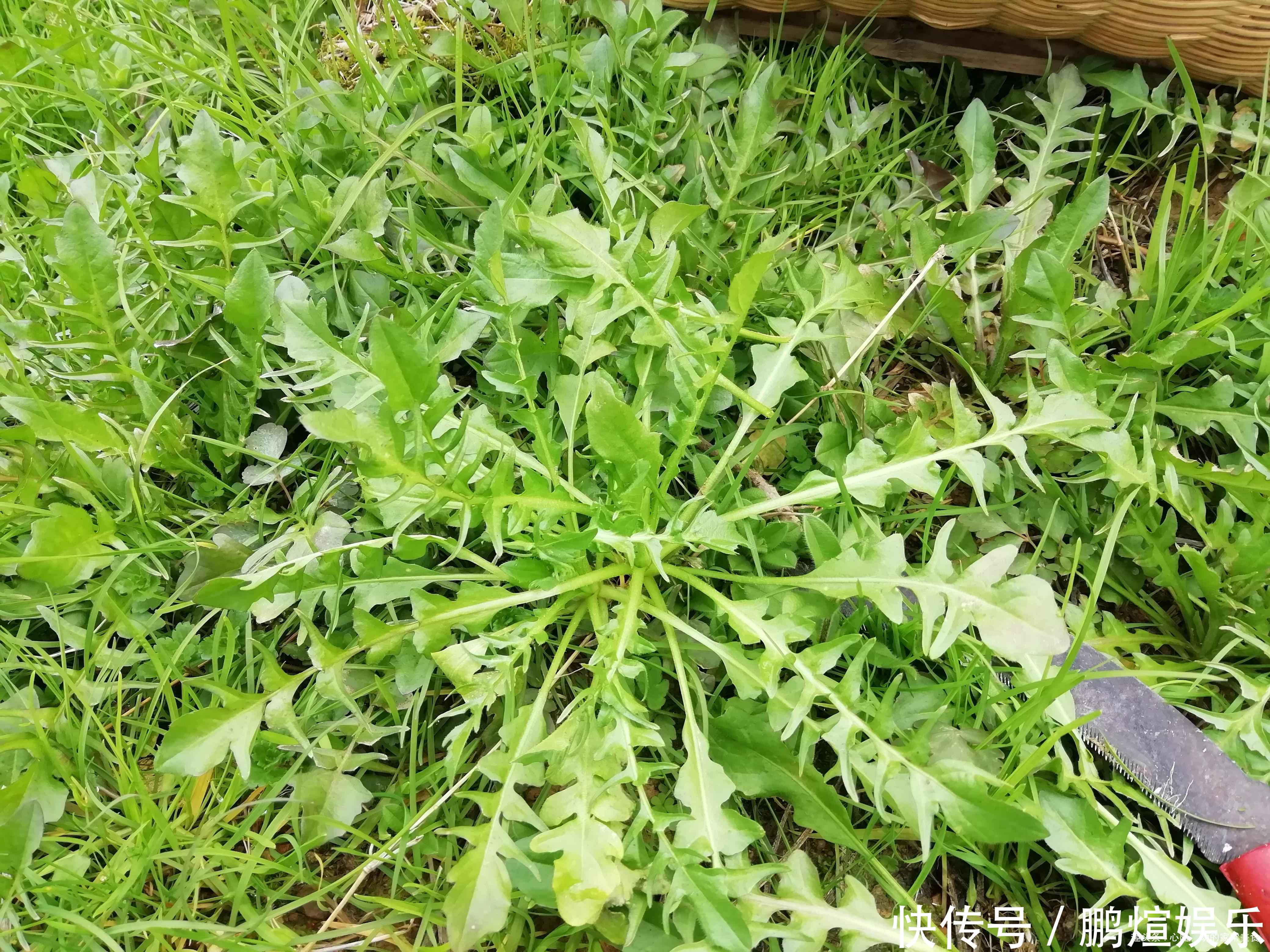 江西人爱吃的4种野菜,都是好东西,尤其第3种,会吃的人不多