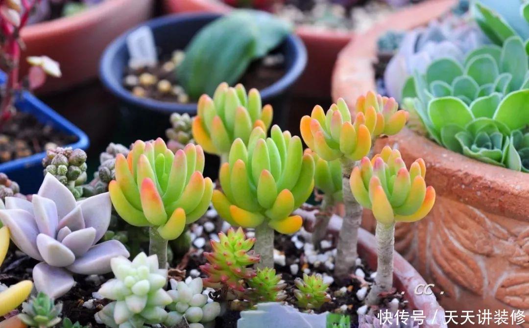 一个盆种了9种花,老妈非说养不好,差点被拔光