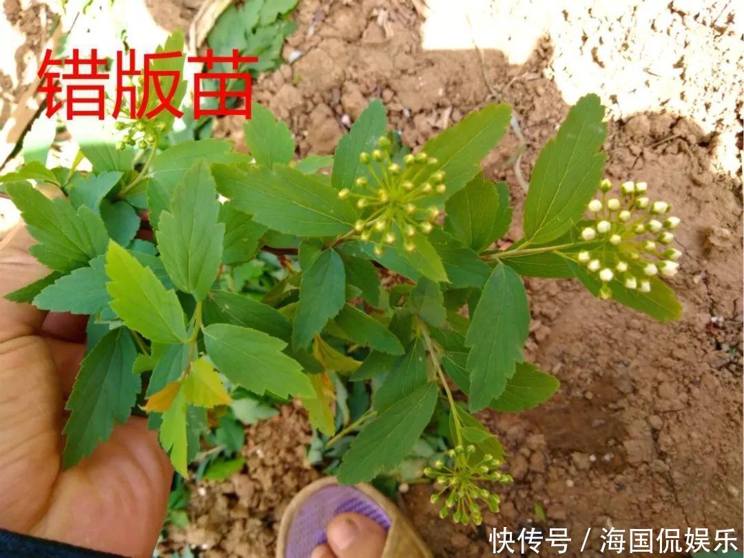 适应能力|盆栽一棵小果树,结出一串红果果,全家人吃不完!