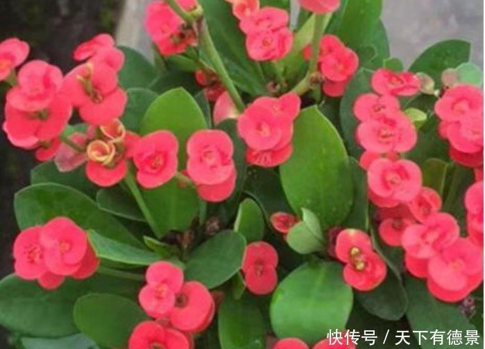 家中|5种花是花中劳模,一年四季开花不断,家中必备