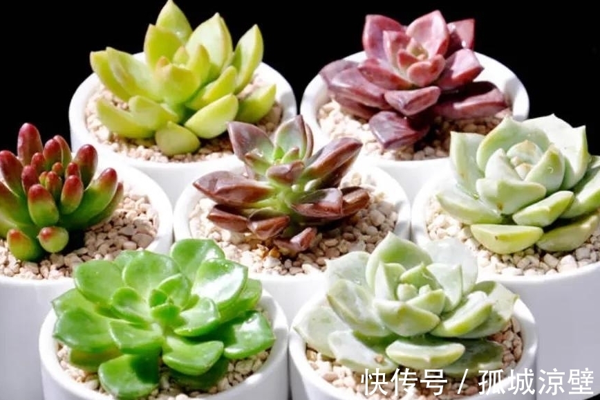 新手小白养多肉最怕这些坏毛病
