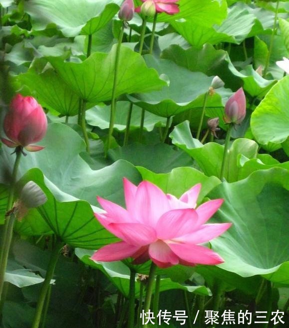 芙蕖是什么花的别名