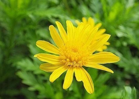 新手养花,不如养盆花中精品“情人菊”,似妩媚情人,冷艳清雅