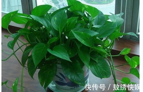 以下7种常养花施肥大全,告诫花友们一定不要在瞎施肥啦