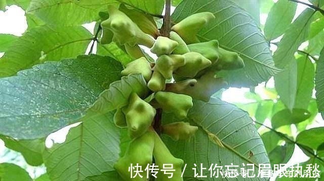 小虫子|一种野果切开满是“虫子”,以前当宝、现在当害草,不料价比珍珠!