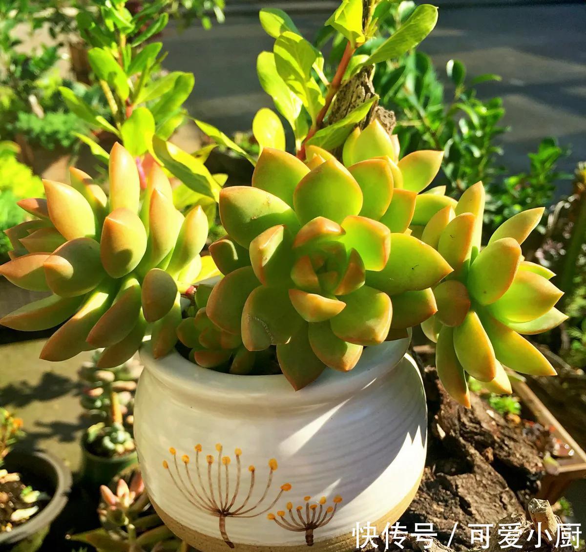 做好四件事，多肉在冬季也能散发迷人色彩，长出状态很轻松