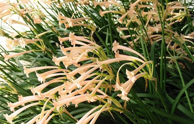 种下半个月就开花，花量大还有香味，一个球长开出一大片花